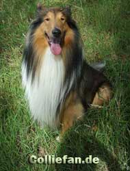 colliefreak.de